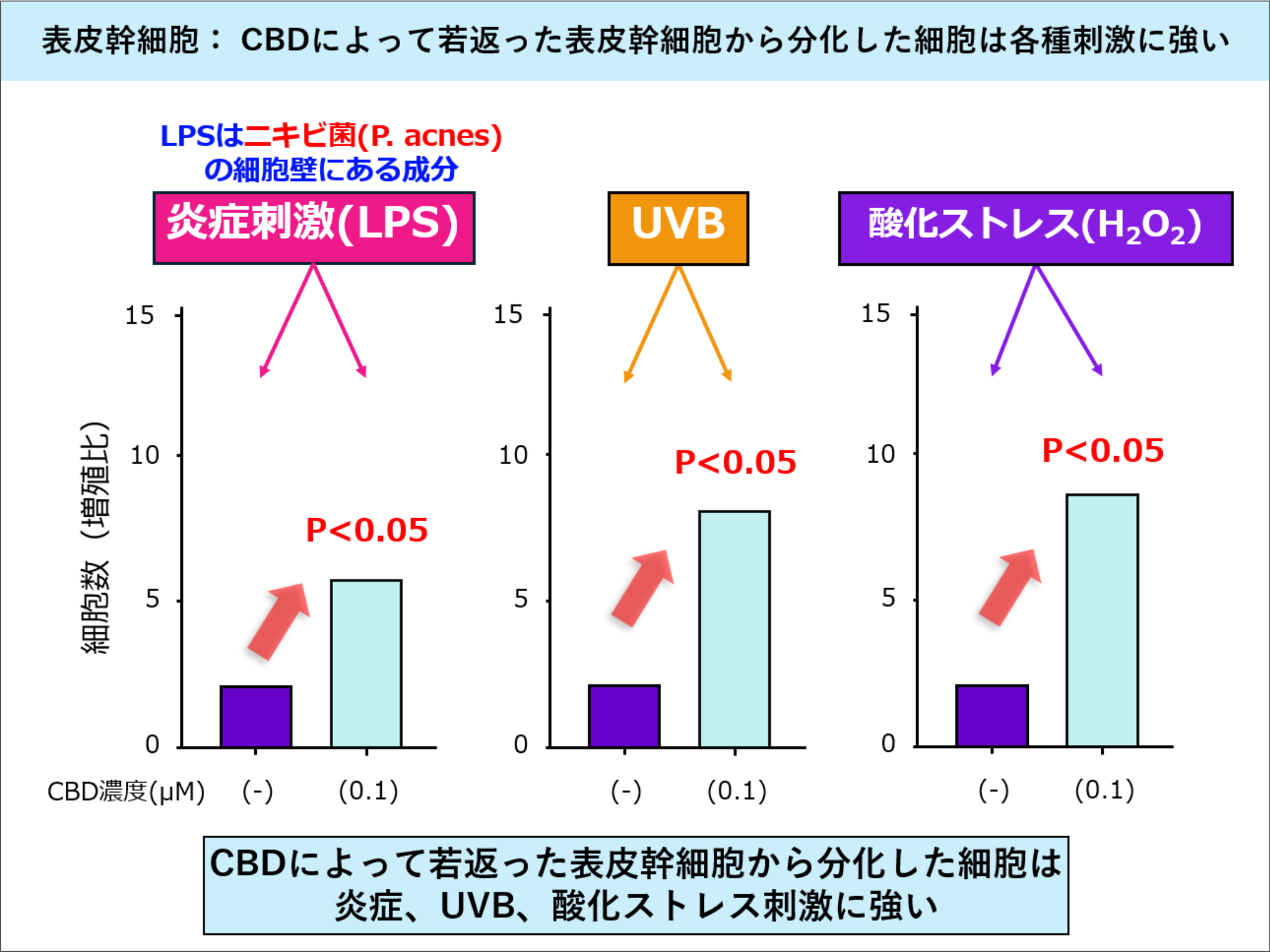 CBDが皮膚の表皮幹細胞に与える影響