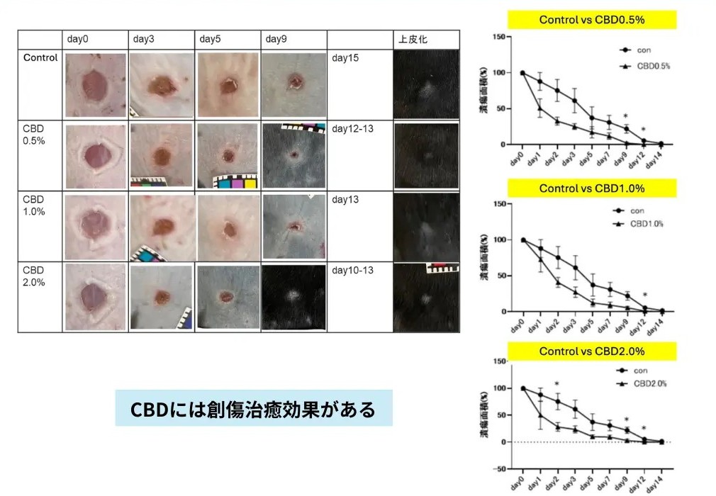 【CBDの効果】傷の修復を早める創傷治癒効果